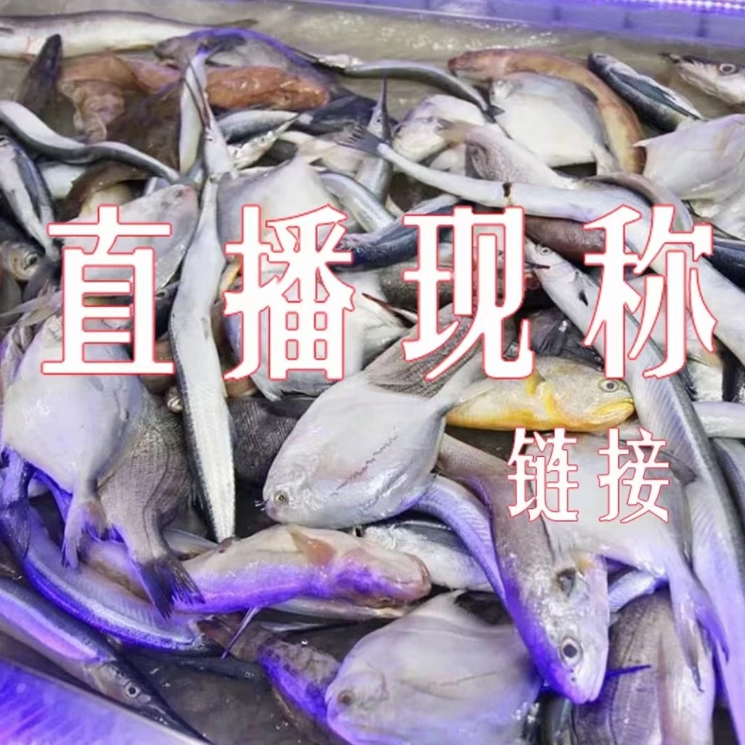 直播间现场称重海鲜产品(刀鱼）