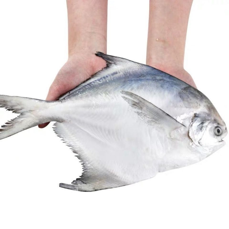 青岛本地野生新鲜海捕银鲳鱼（一斤3条左右）冷链速冻发货