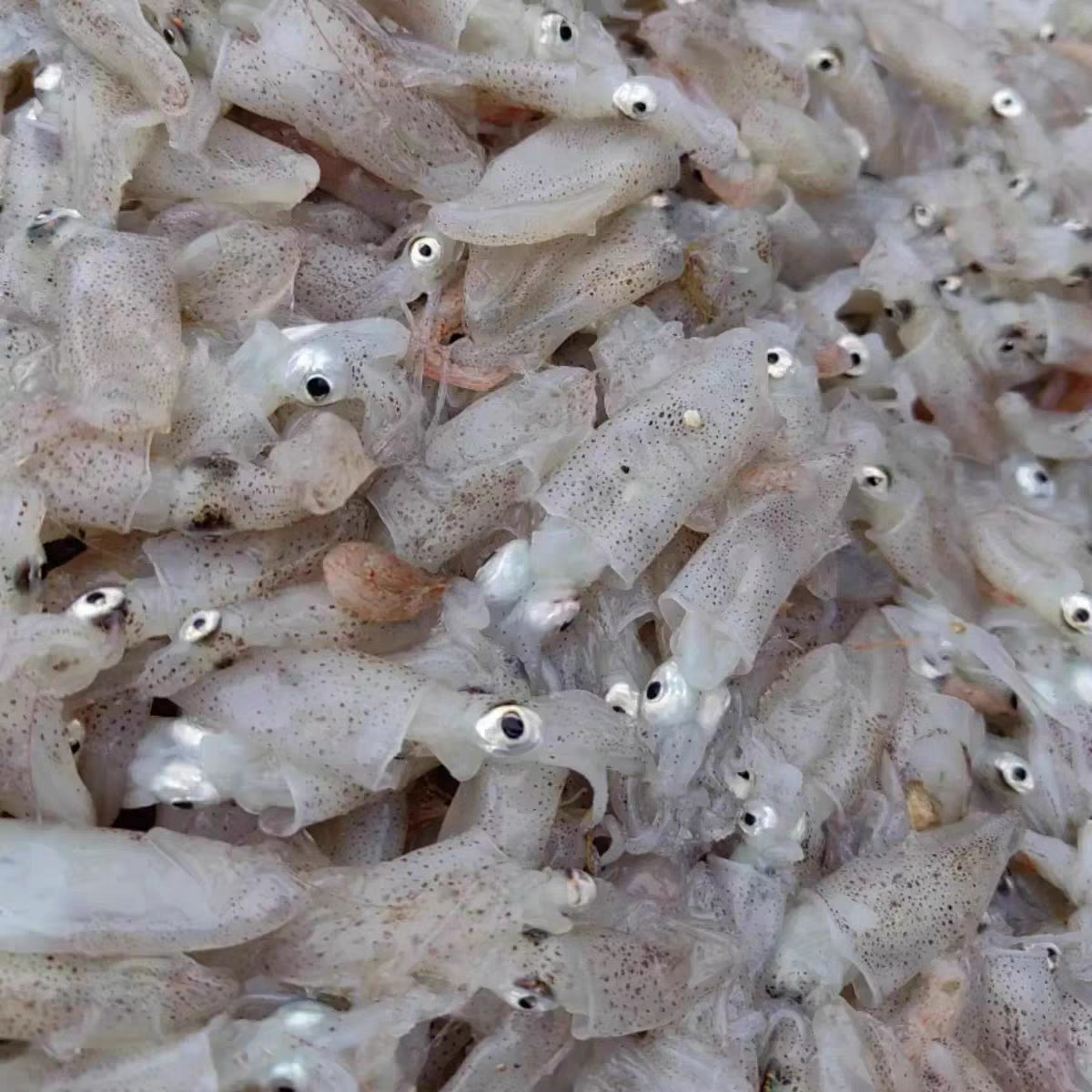 青岛本地笔管鱼/海兔  顺丰冷链发货