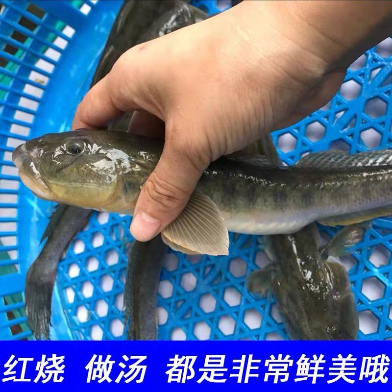新鲜海鲜捕捞沙光鱼胖头鱼龙尾鱼 6斤 肉质鲜美海捕连云港发货