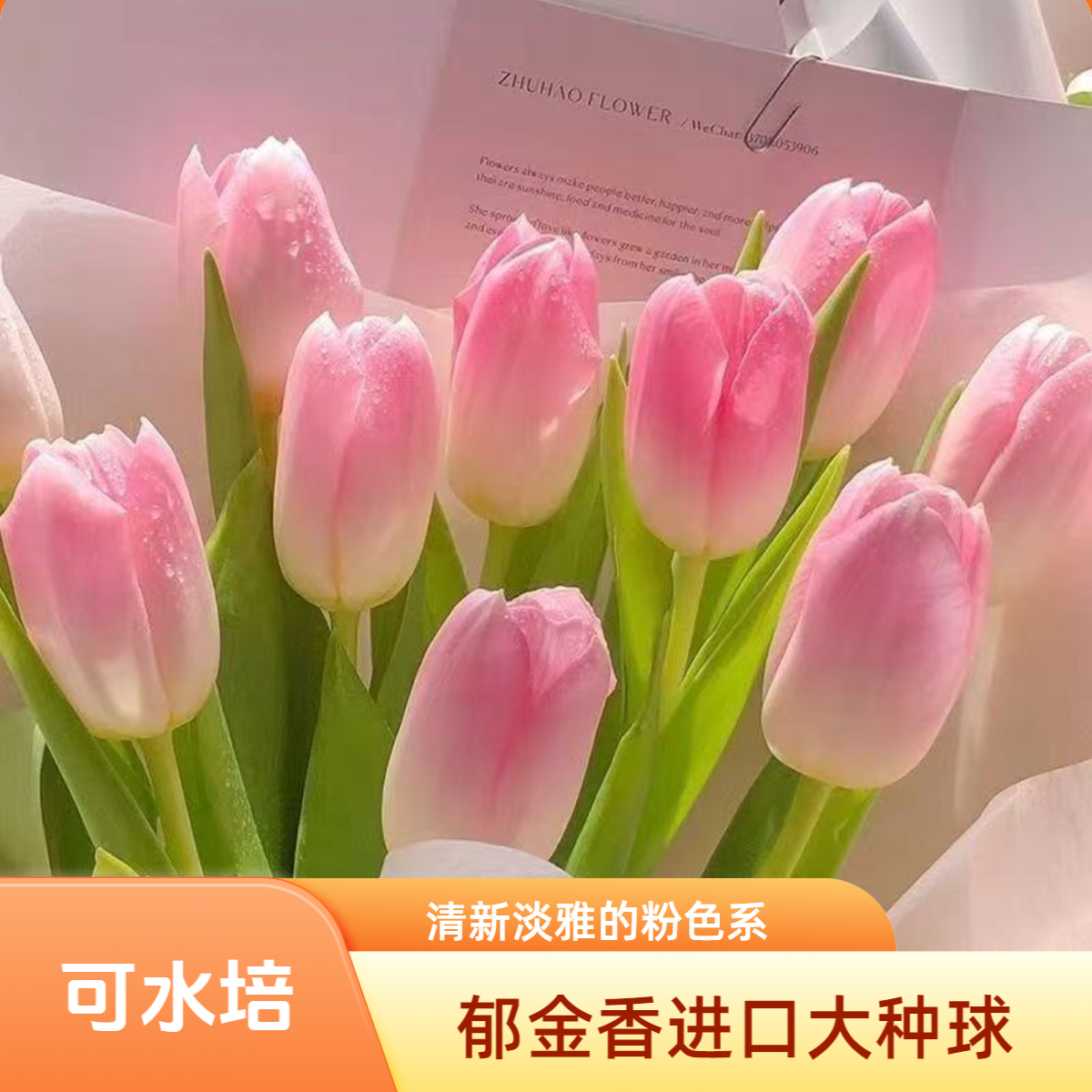 进口郁金香种球5度球带芽水培土养花卉盆栽室内外阳台好养花苗