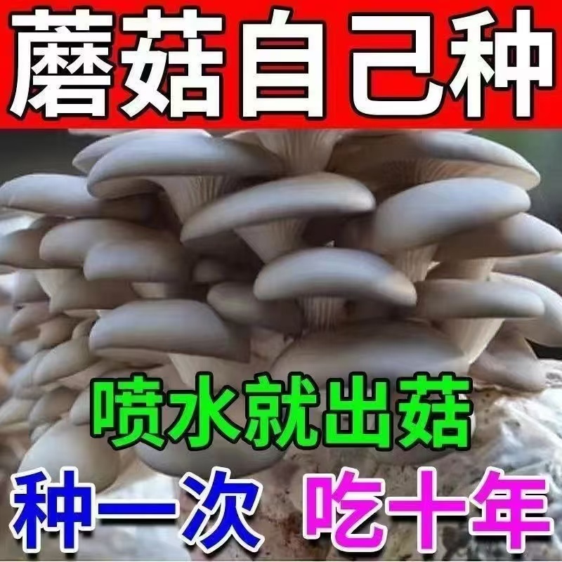 蘑菇种植包平菇蘑菇菌包菌种菌菇种植包家庭四季阳台种植采掉还长