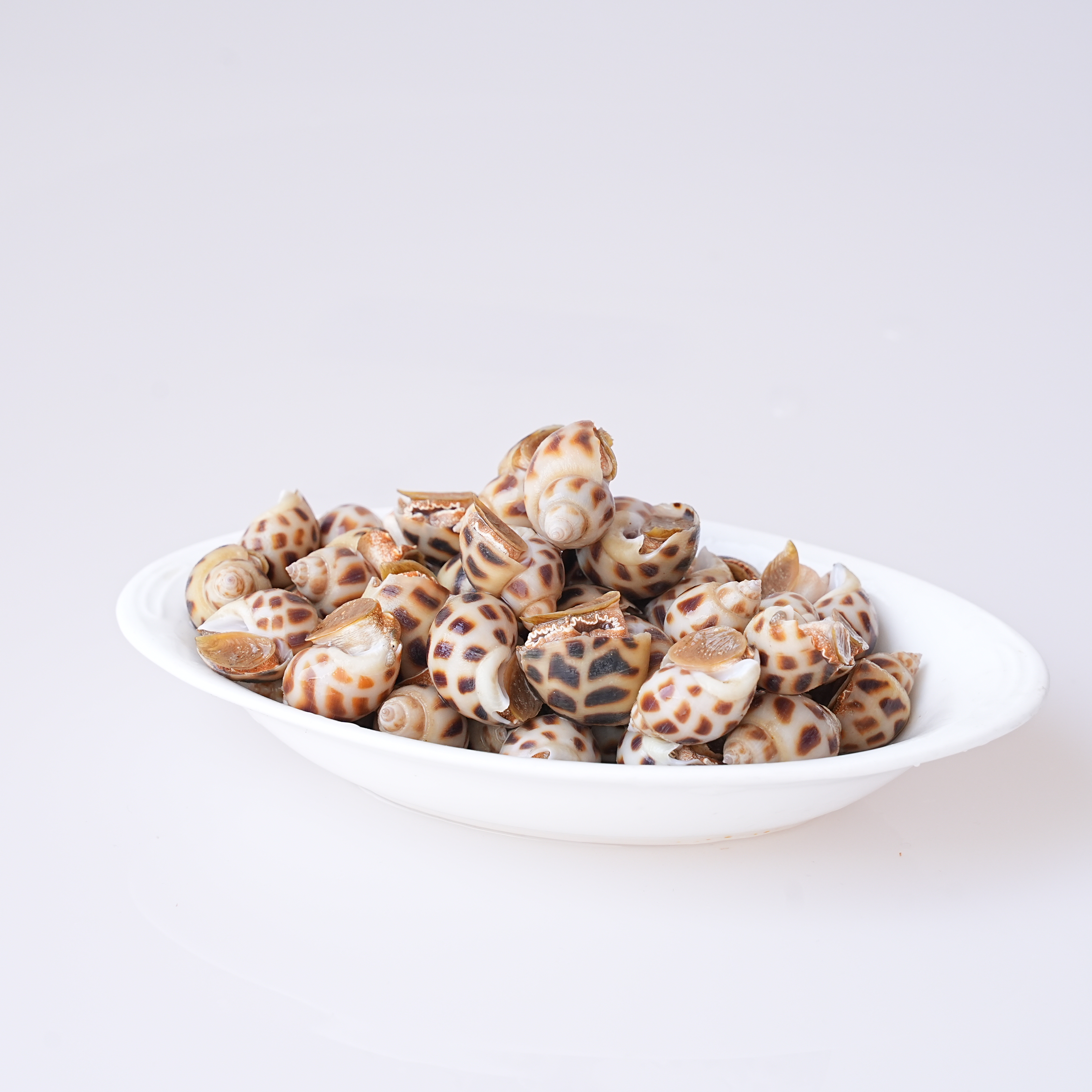 【花螺螺螺螺】保鲜不保活 海产品新鲜活螺花螺福建省内可拍