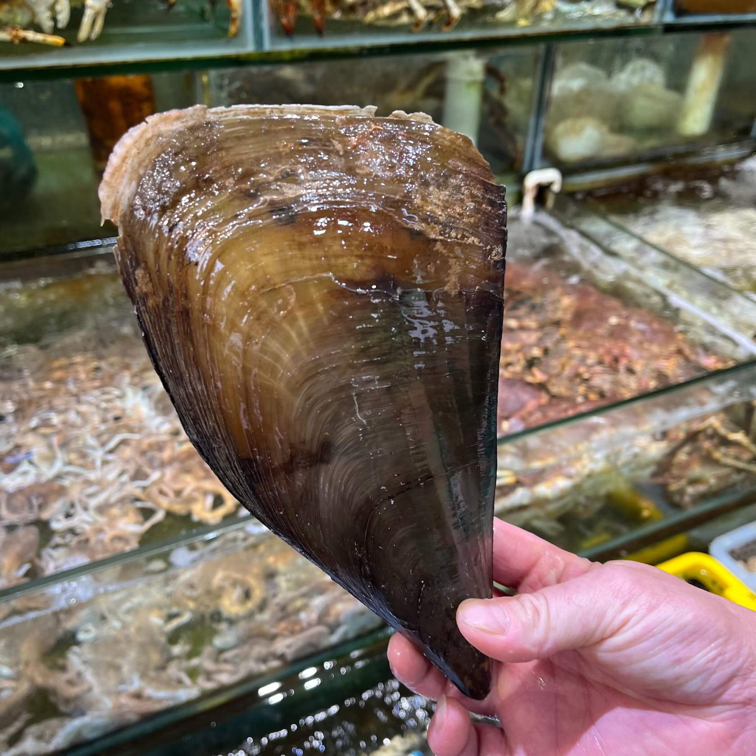 带子10个福建省内可拍保鲜不保活