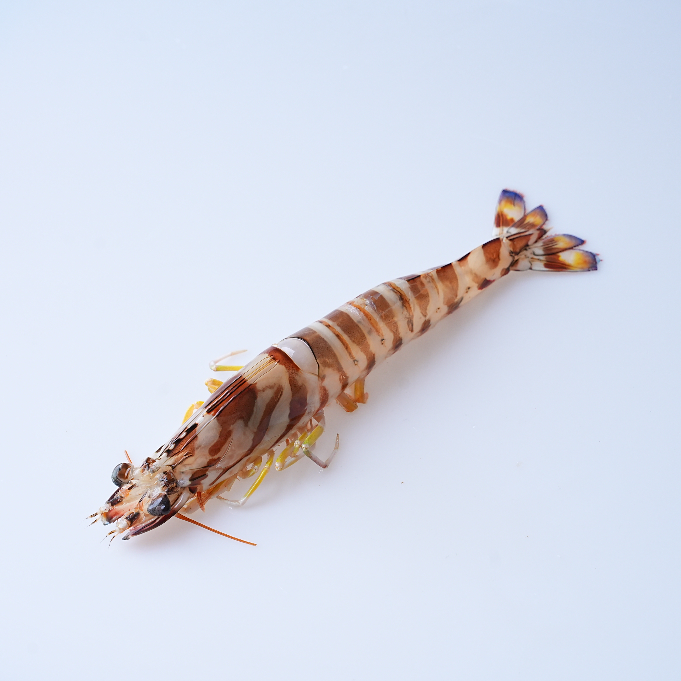 【大九节虾缺氧】压冰发 大九节虾 福建省内可拍保鲜不活