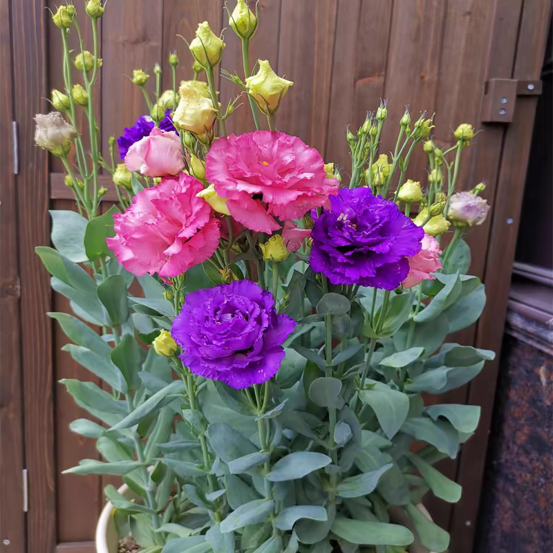 洋桔梗花种（7色10000粒+肥）四季易活阳台庭院盆栽花卉花种子播种