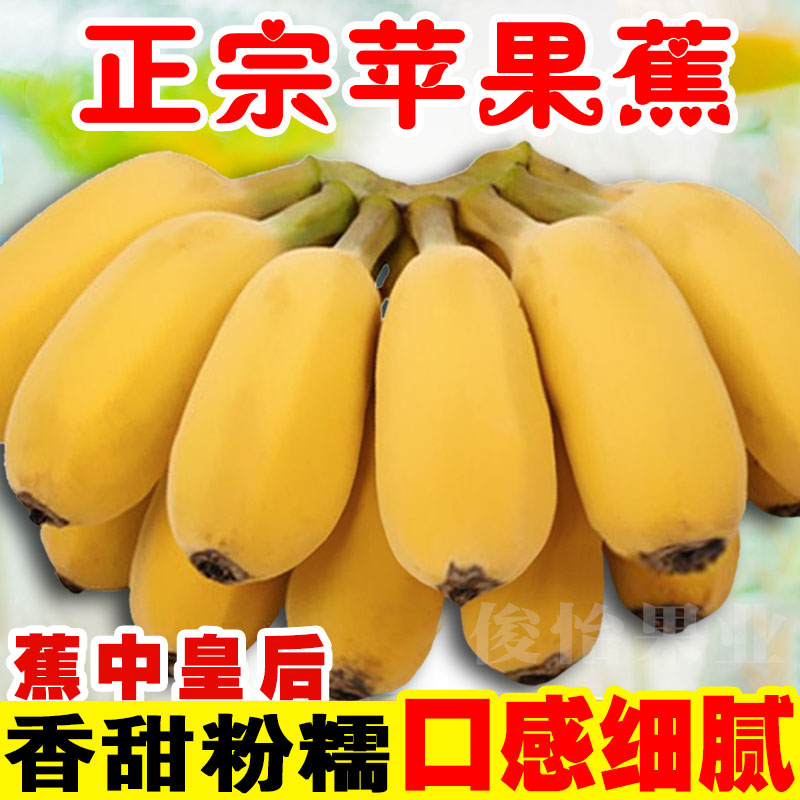 广西苹果蕉小胖蕉自然成熟新鲜采摘水果土楼香蕉饱满清甜3/5/9斤