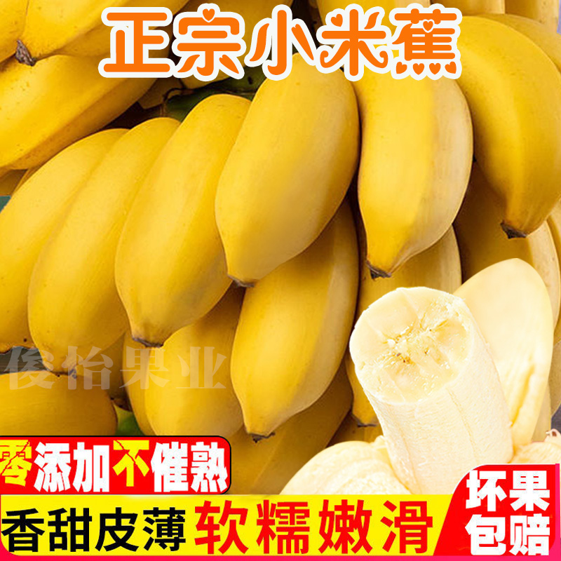 【星域鲜果】广西小米蕉不泡水不打催熟剂9斤5斤产地直发新鲜水果甜