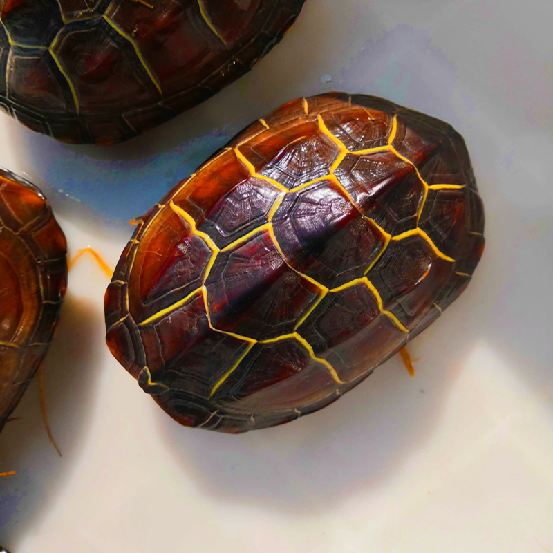 完整龟甲六爻龟壳文玩摇卦起卦真乌龟壳客厅家居摆件车挂富甲把件