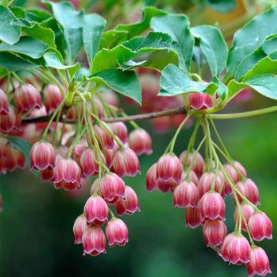 红花红叶吊钟杜鹃