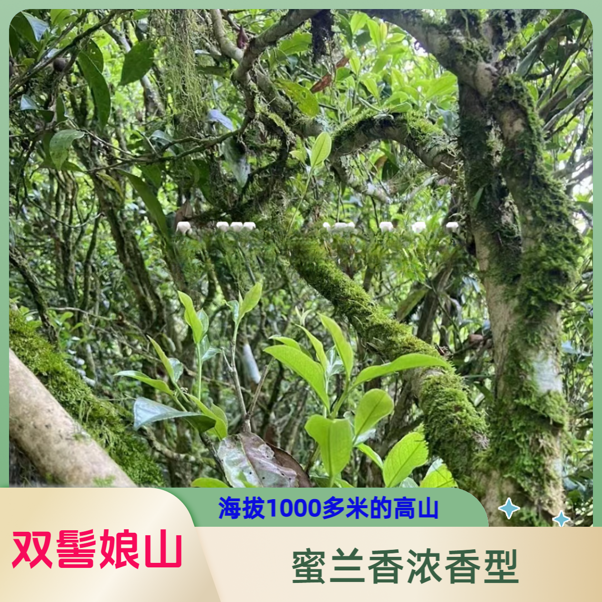 凤凰单丛茶"二代古树”枞韵“底韵饱满 传统好茶