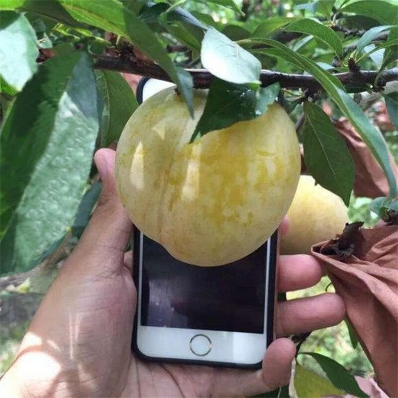 移花宫蜂糖李子树苗 嫁接苗南方种植新品种云贵川广西当年结果 早