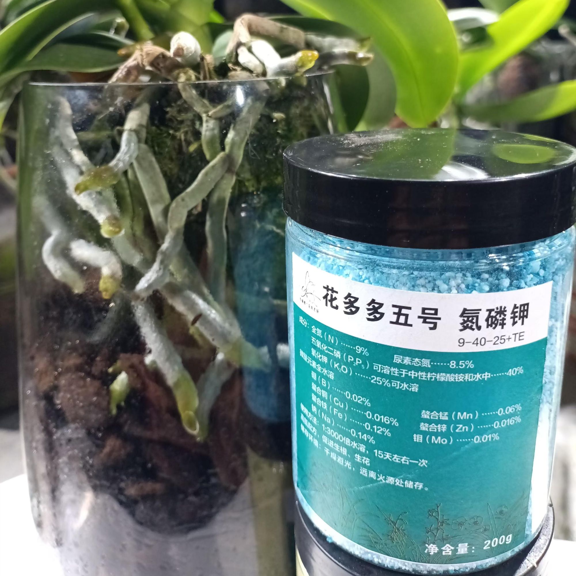 以色列进口花多多五号蝴蝶兰种植基地专用肥
