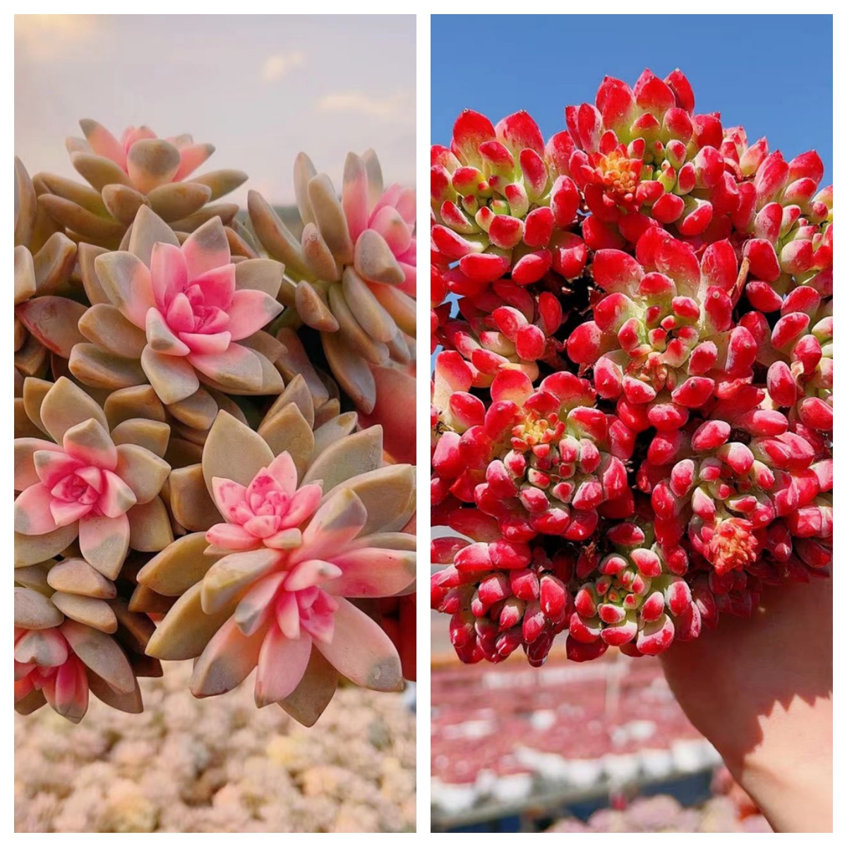 K可爱多肉 樱花锦+蓝苹果 多肉植物新手好养活上盆展示