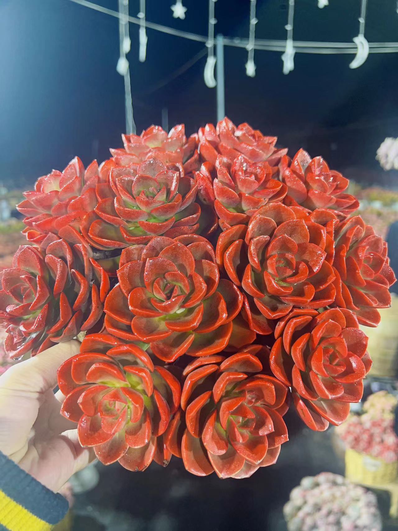 x红酒玫瑰 新手好养 带盆带土 云南基地直发