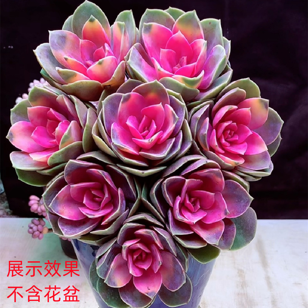K 牡丹仙子 多肉植物 春季秋季 少水喜阳 阳台绿植盆栽