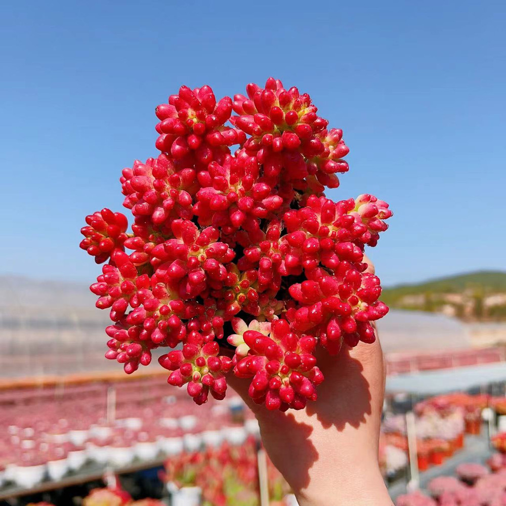 K 可爱多肉 红葡萄  多肉植物 新手好养活上盆展示耐寒耐旱