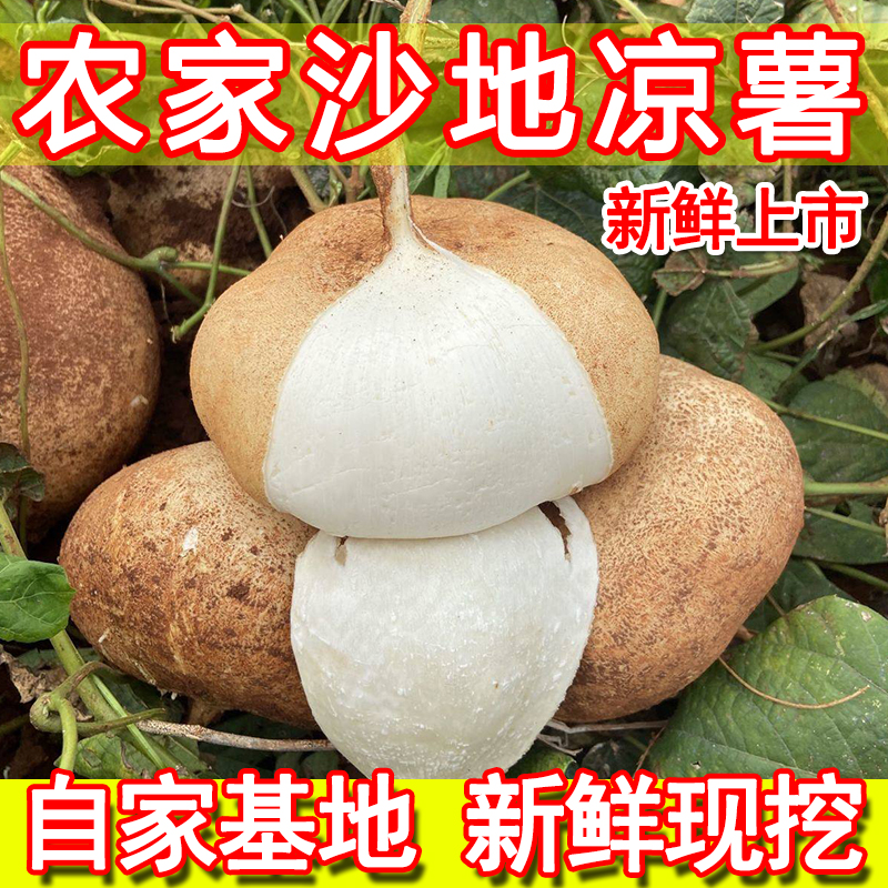 江西农家白地瓜凉薯新鲜现挖新鲜沙葛当季孕妇鲜嫩时令水果蔬菜