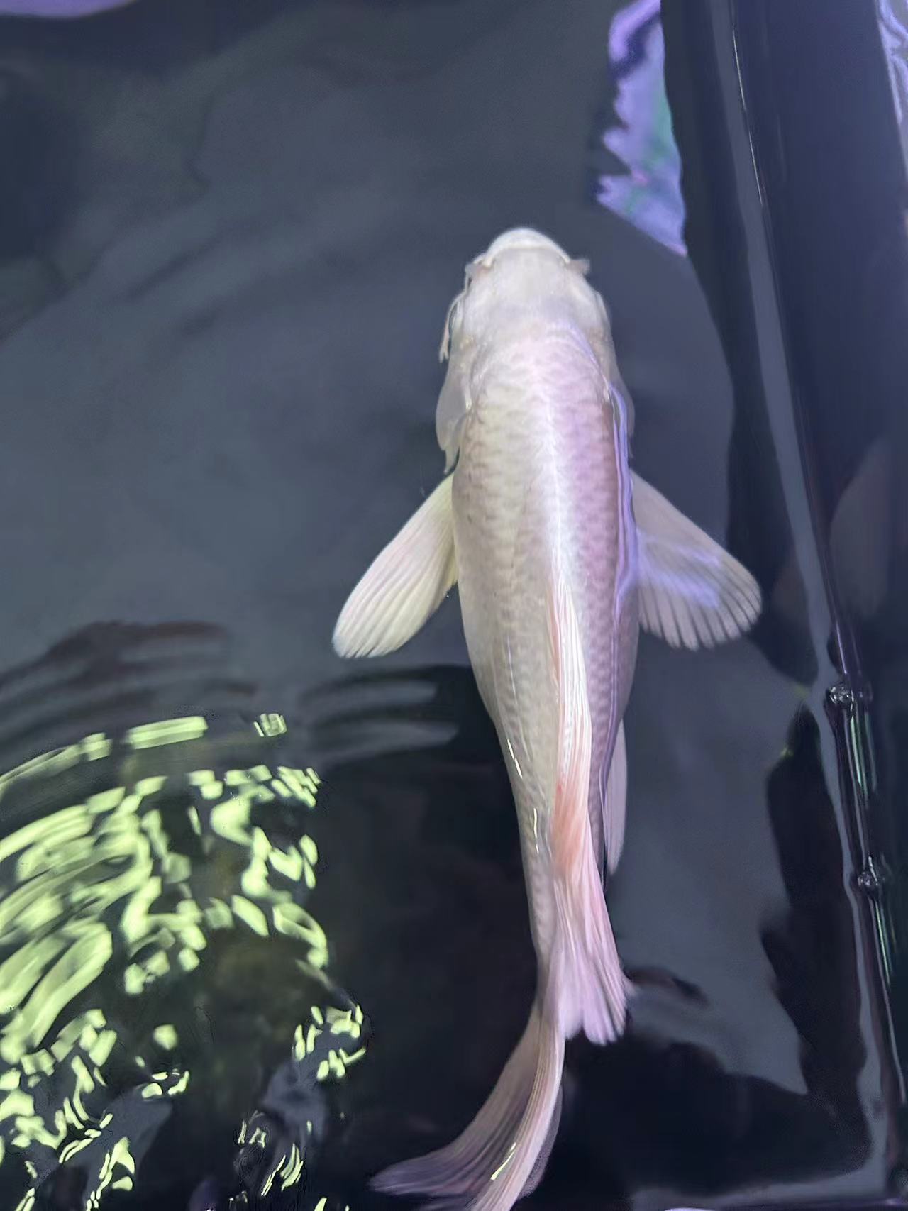 精品短身蝴蝶鲤，广温观赏鱼