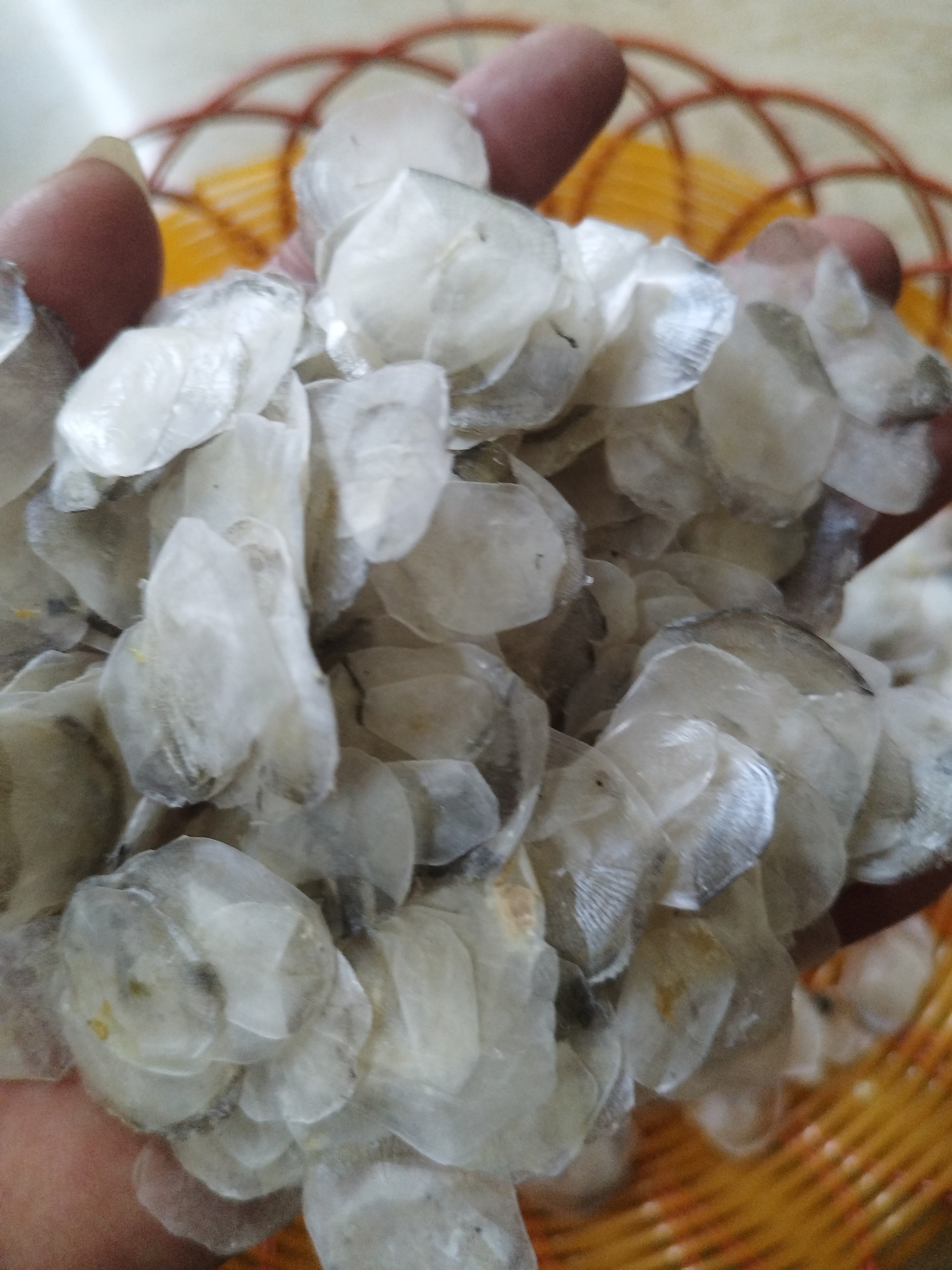 赤嘴鱼鳞，可炖汤煲汤