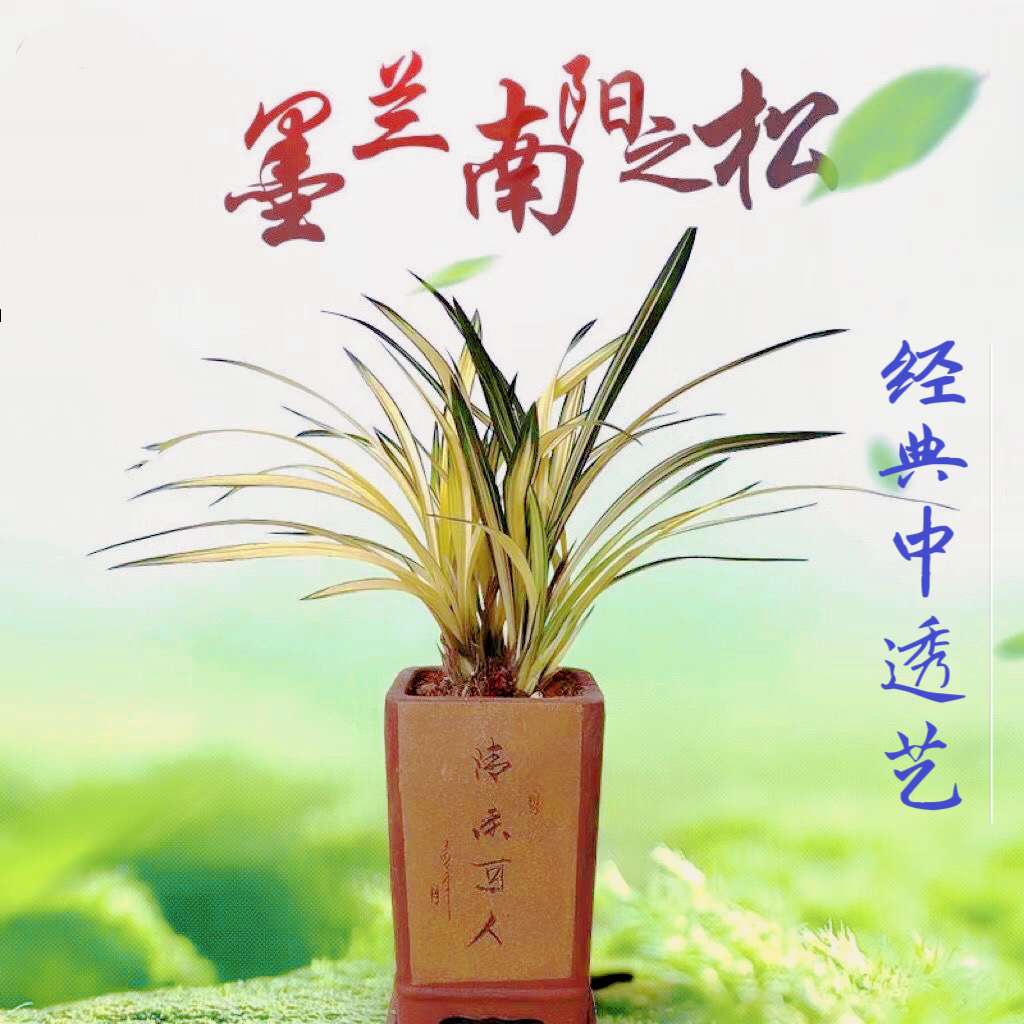 兰花 浓香 南洋之松 墨兰经典中透艺绿植花卉盆栽盆景办公室阳台