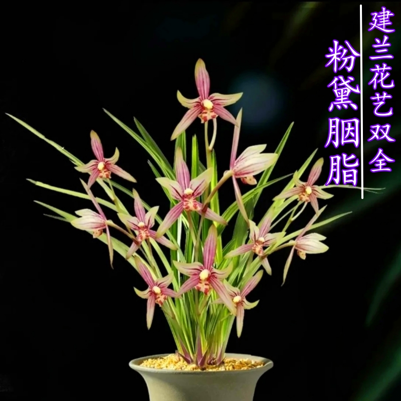 兰花 粉黛胭脂 建兰花艺双全浓香