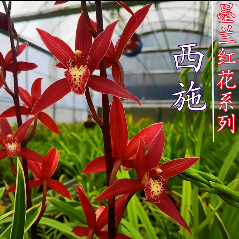 兰花 浓香红花 西施 墨兰红花系列花大出架勤花好养