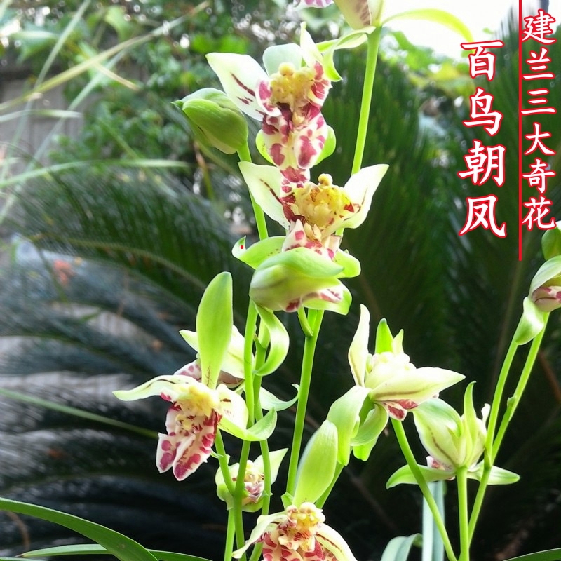 兰花苗 百鸟朝凤 建兰三大奇花之一浓香花卉红色包邮发货
