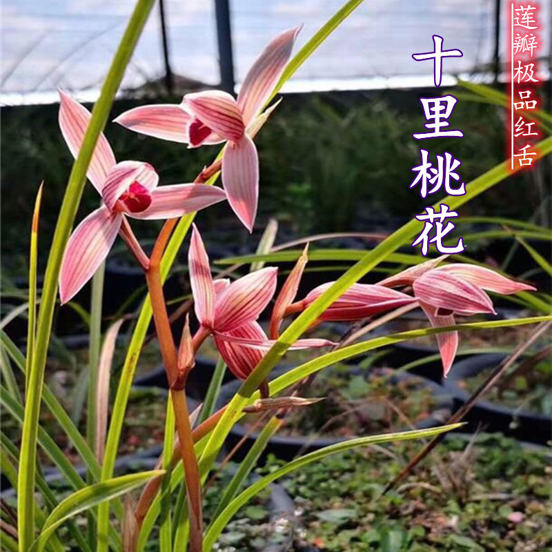 兰花苗 浓香莲瓣红舌 十里桃花 正品高档红花红舌盆栽室内花卉