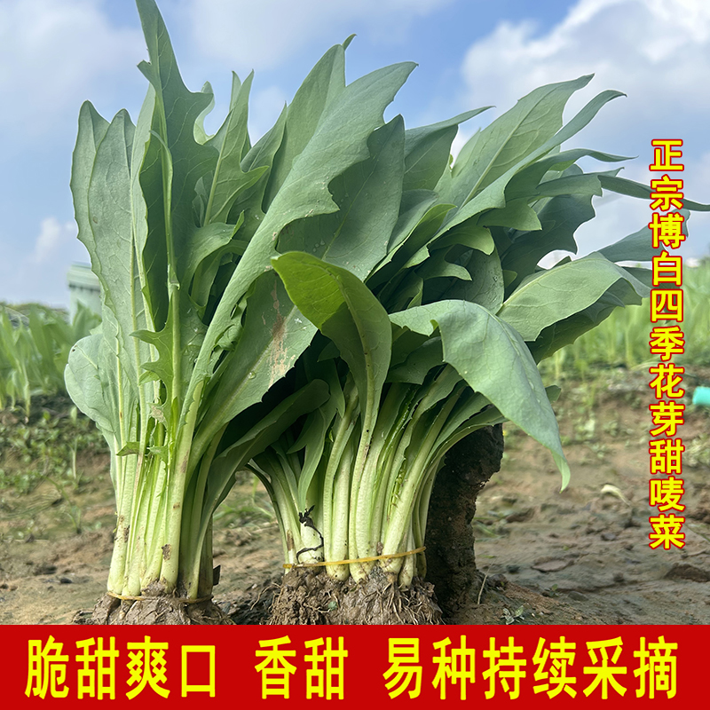 广西博白甜麦苗种籽花芽甜麦菜种苗种子甜脆爽口四季庭院阳台种植