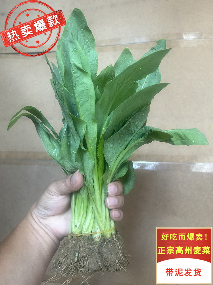 正宗广东高州甜麦秧苗苦麦甜软口感带头带泥发货甜脆软嫩四季可种
