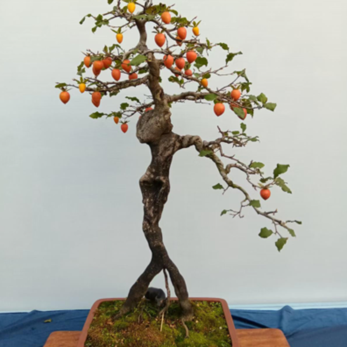 老鸦柿素材桩。老鸦柿原生。老鸦柿高端盆景