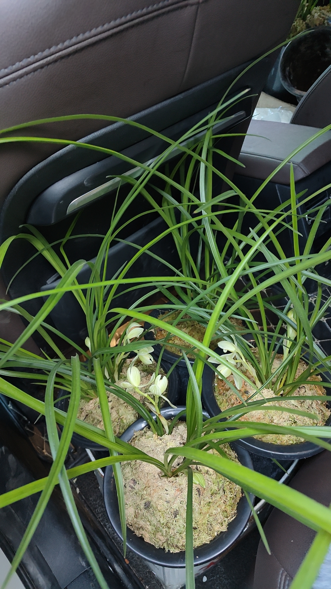 莲瓣兰的兰花素材