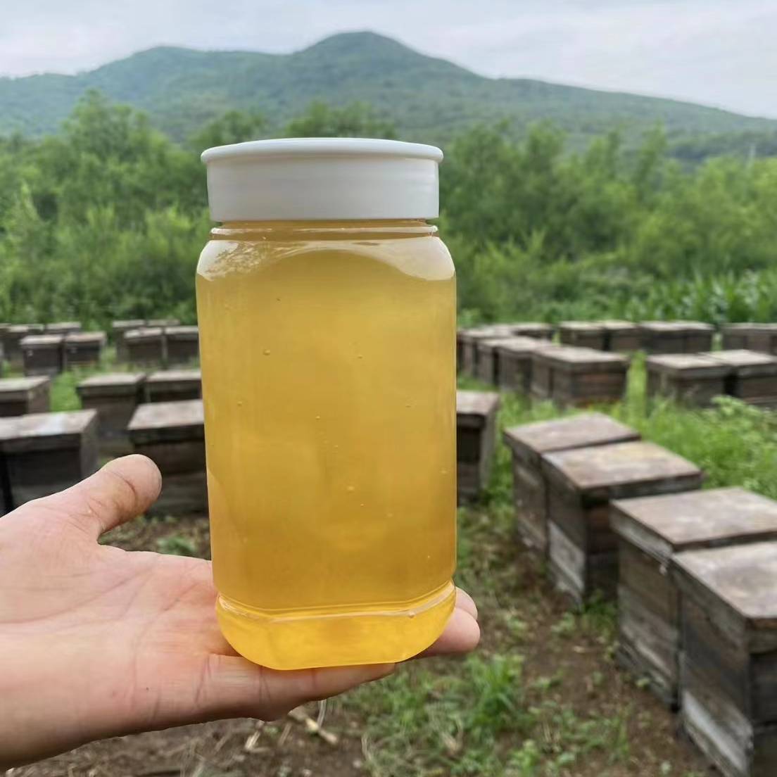 华农煌浆蜂箱自然成熟深山荆条花蜜