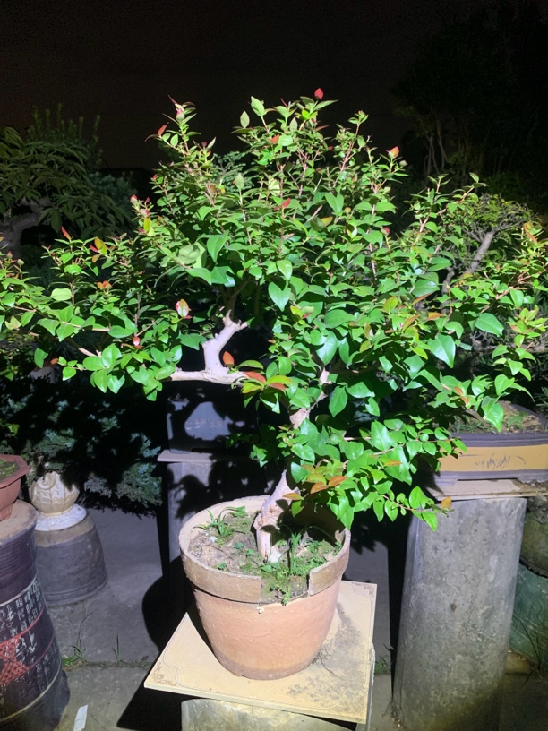 直播间(一物一拍）盆景 绿植 花卉等作物 可盆栽 可地栽