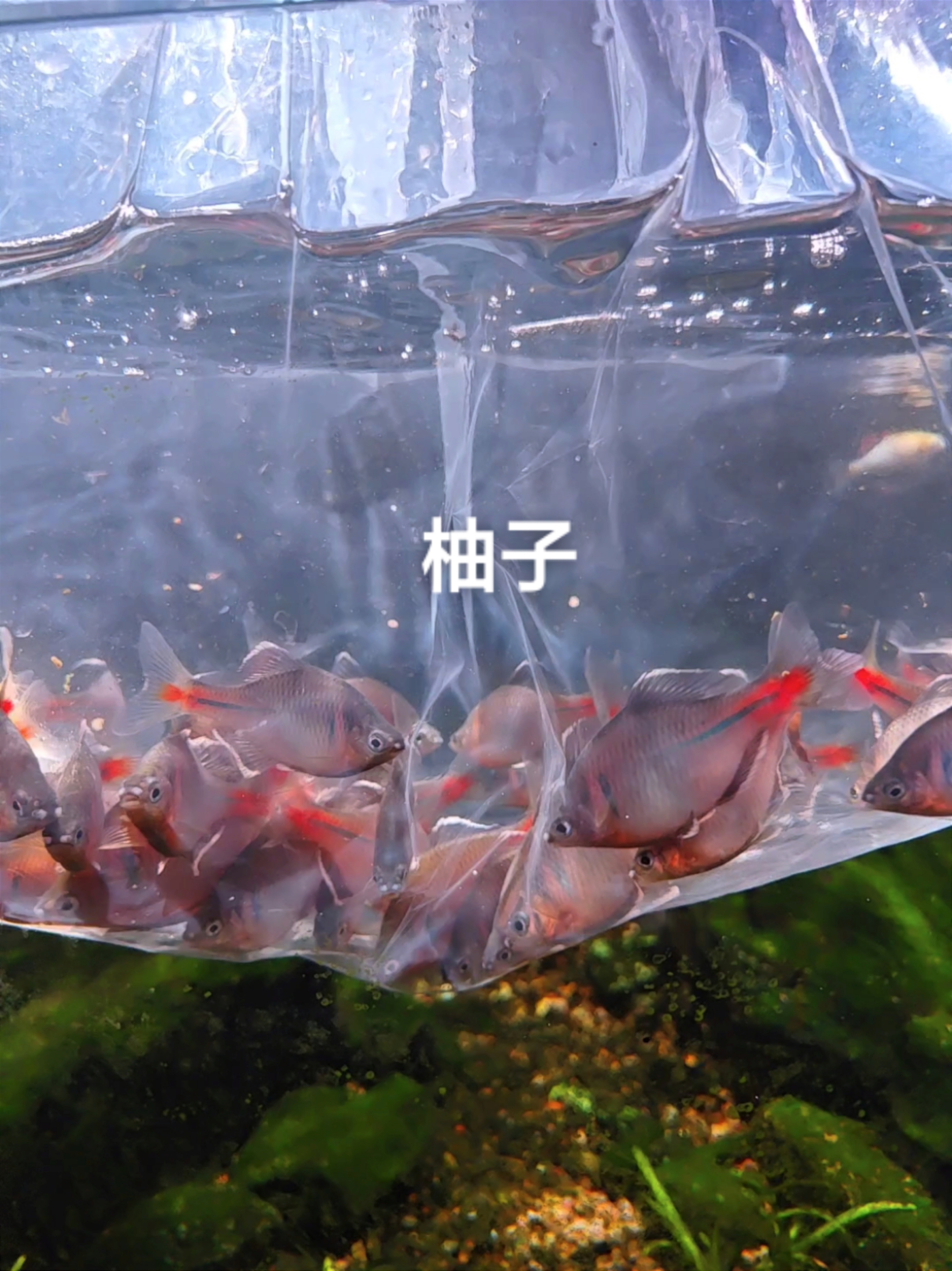 发色景德镇白边鳑鲏鱊   鳑鲏 原生鱼 观赏鱼 冷水观赏鱼