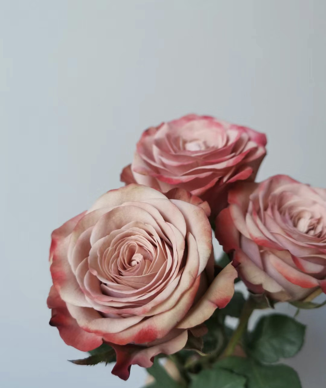 「卡布奇诺」复古色180老桩多年生室外阳台庭院