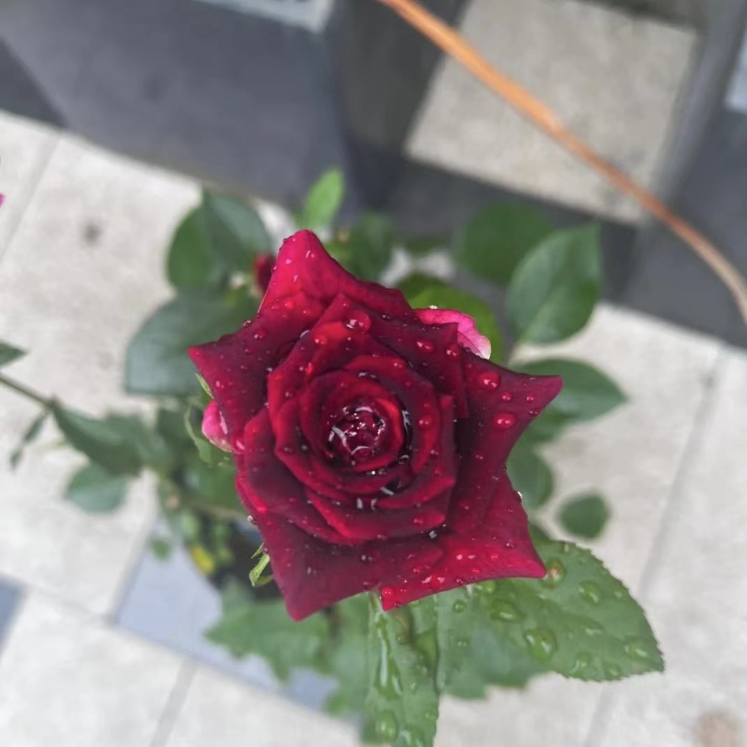 [紫罗兰]原盆原土栽种带花苞室外阳台庭院