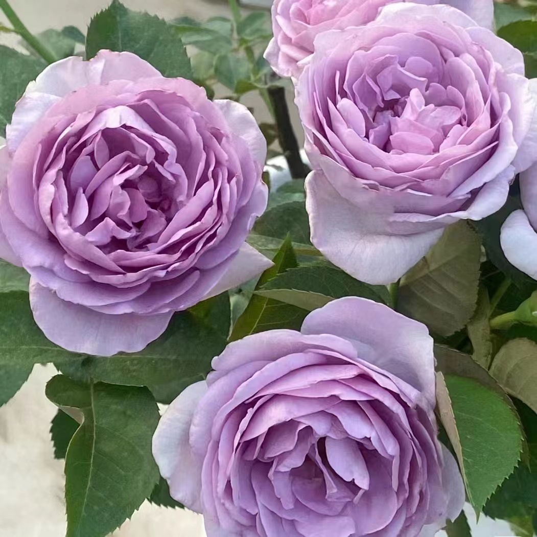 【蓝色风暴】淡紫色大花浓香盆栽室外阳台庭院