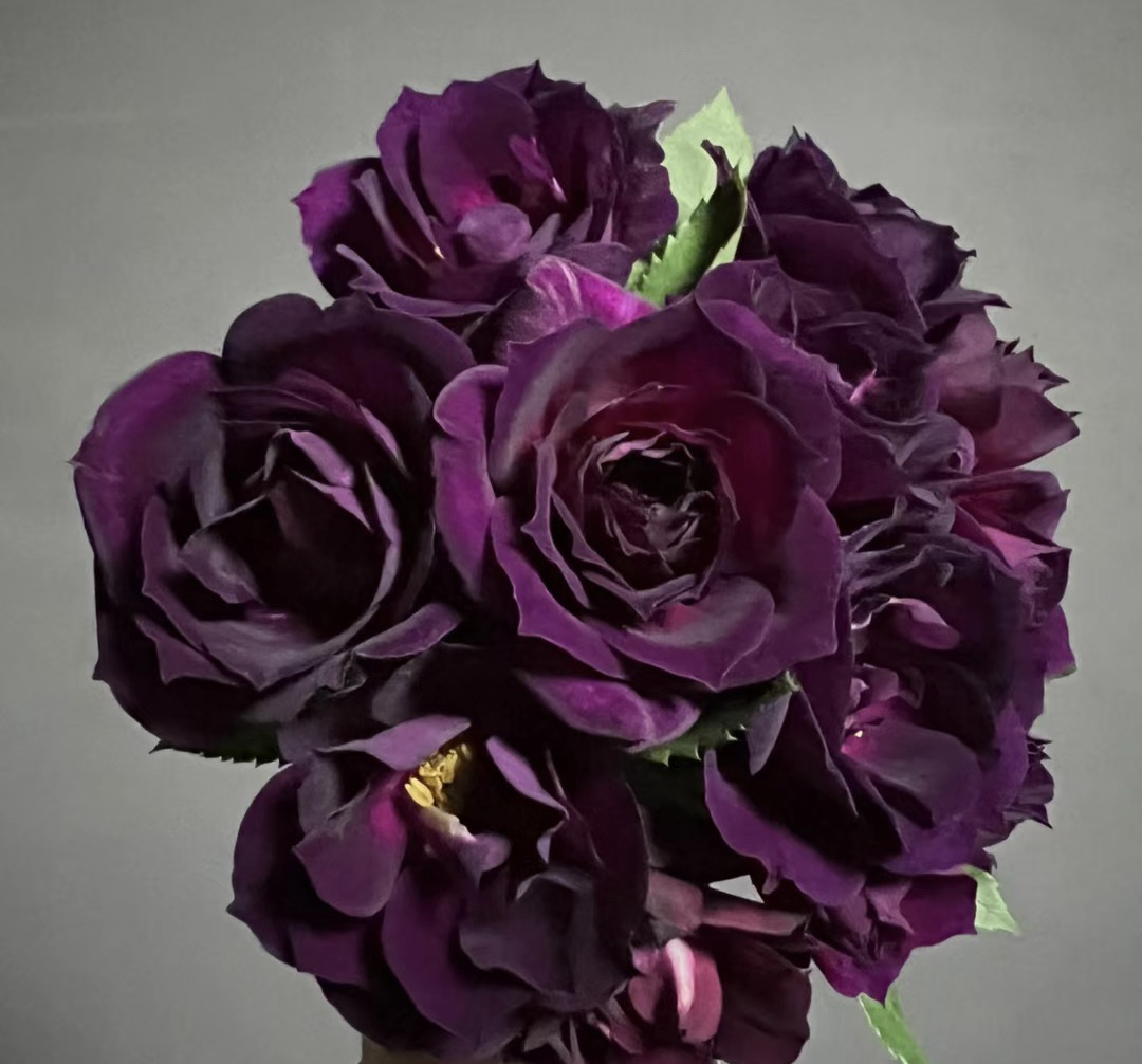 [午夜深蓝]深紫色丰花勤花盆栽地栽月季阳台庭院