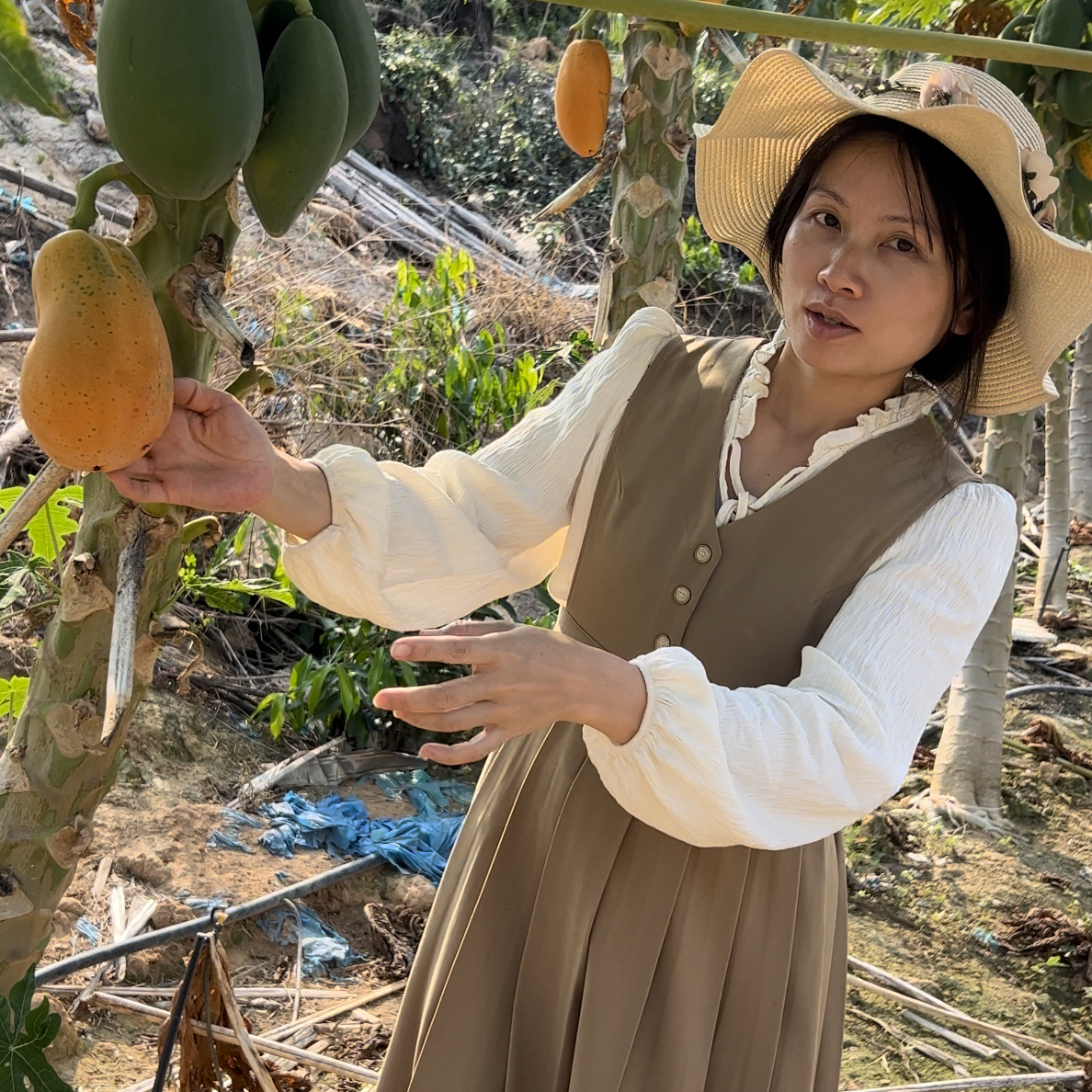 【树上熟发顺丰】云南大青木瓜 冰糖牛奶红心木瓜