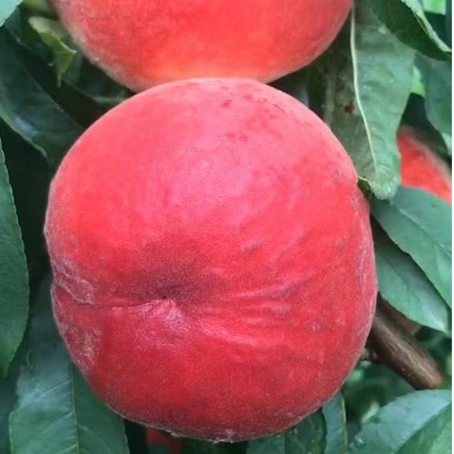 砀山正宗嫁接霸王极早熟脆桃树苗新品种耐寒盆栽地栽南方北方种植