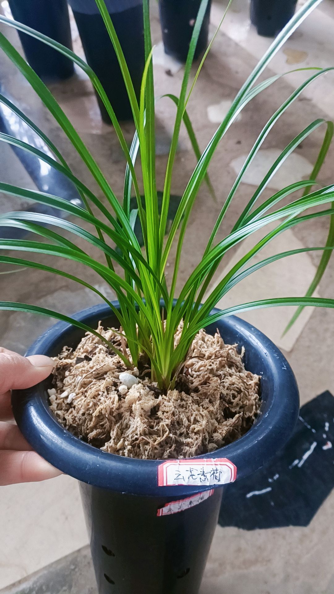 兰芯兰花上架素材拍品