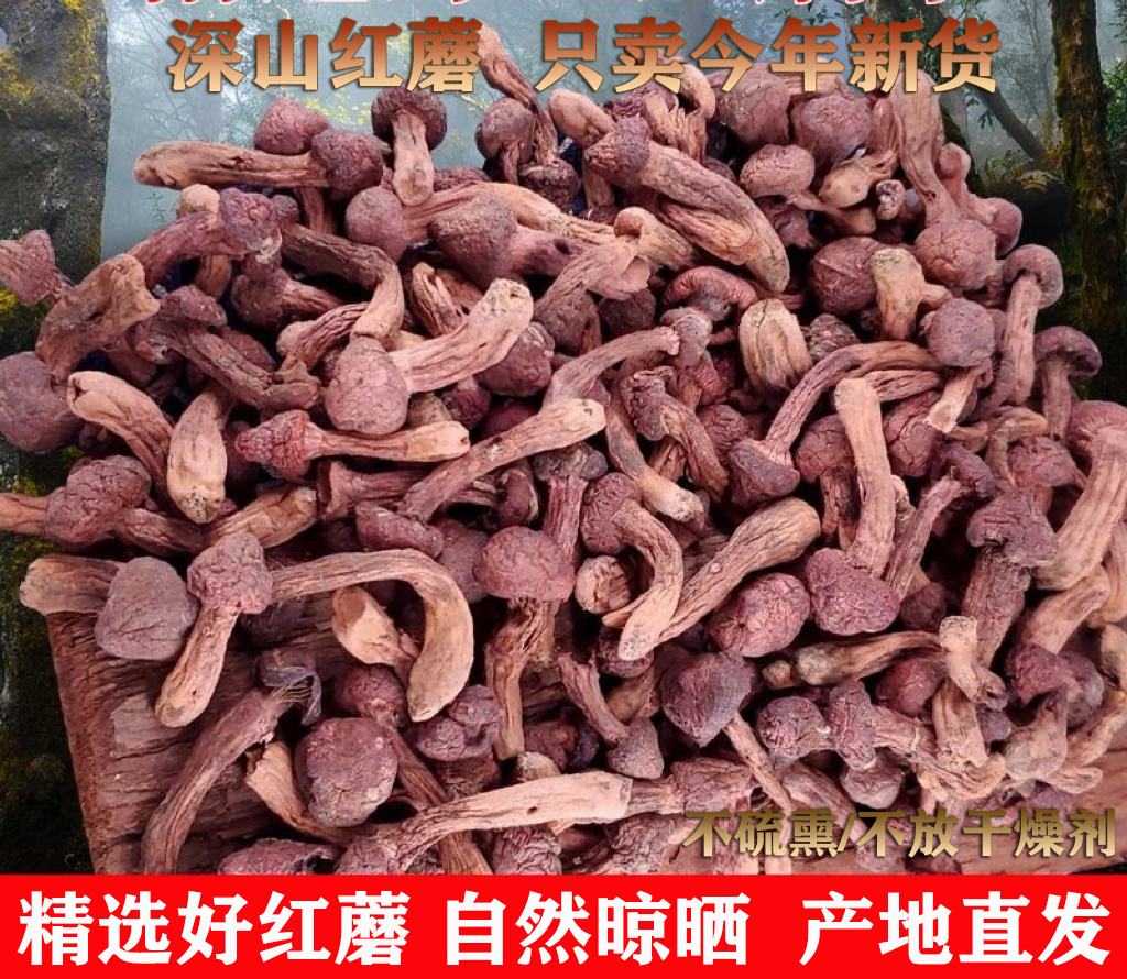 2025年新红蘑肉蘑松伞蘑钉正宗东北特产松伞蘑菇原生态直供包邮  