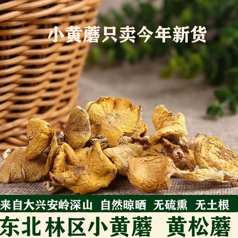 东北小黄蘑落叶松林生长原生态自然晾晒营养美味鲜美散装干货特产
