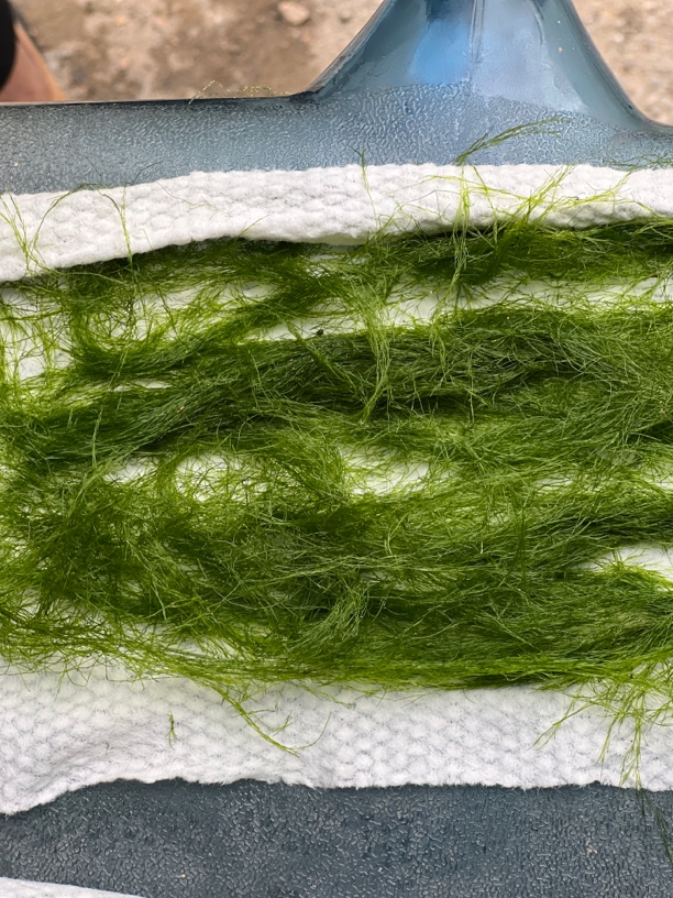 盘车溪流钓新鲜青苔