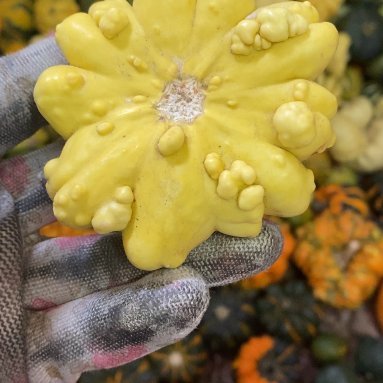 【闪购商品】可*世墨西哥葫芦直播自选