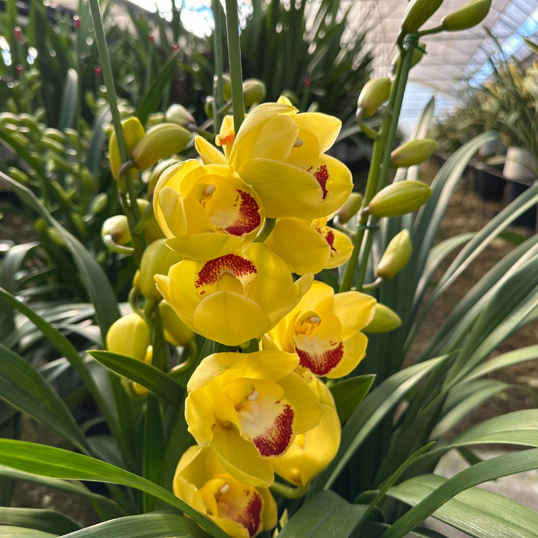 大花惠兰杨贵妃室内大花落地款（花盆破了不售后）