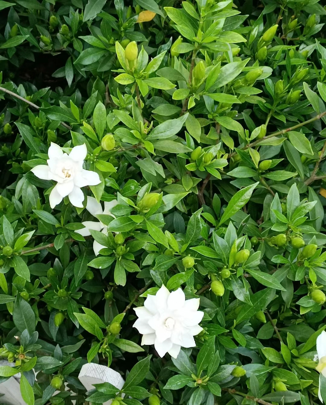 一物一拍雀舌栀子花香味浓郁室内外好养植物净化空气带花苞发货