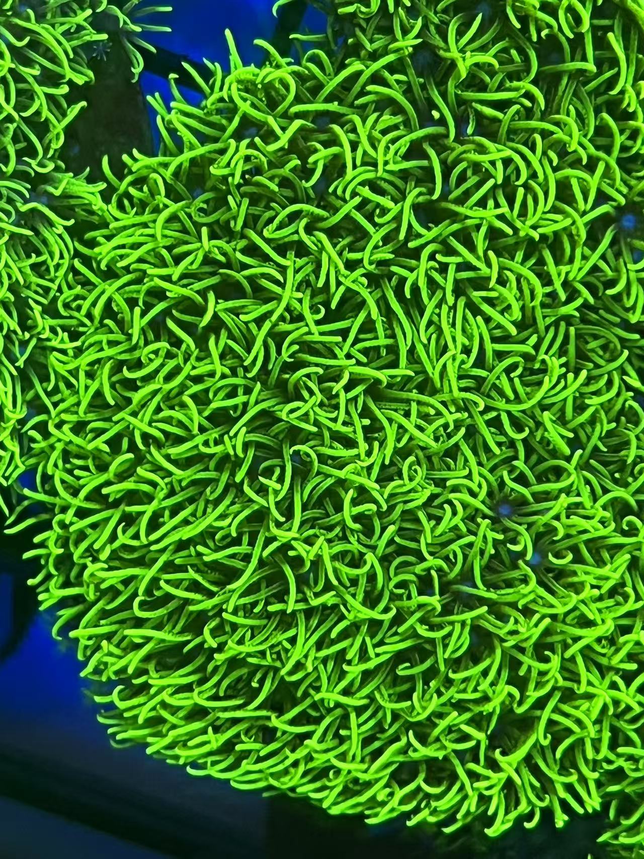 海水缸荧光绿草皮新手水草水草缸造景